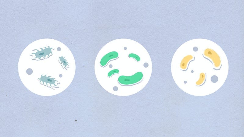 Gut Microbiome & Weight Loss — Related Topics & Glossary
