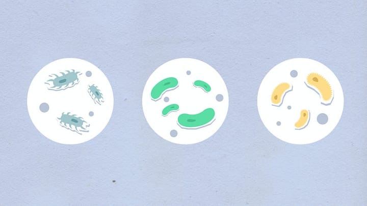 Gut Microbiome & Weight Loss — Related Topics & Glossary